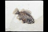 Fossil Fish (Cockerellites) - Green River Formation #96931-1